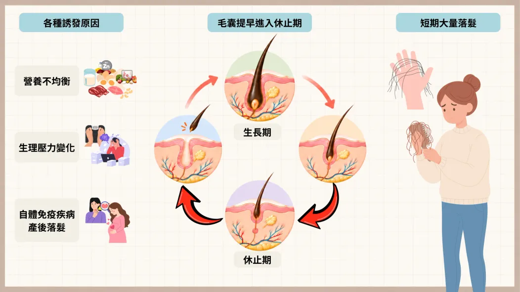 毛髮生長週期示意圖：生長期、退化期與休止期