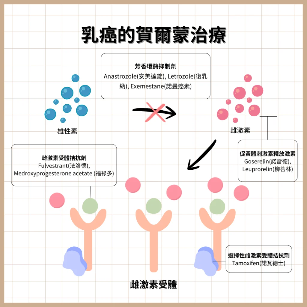 乳癌的賀爾蒙治療藥物作用機制圖解