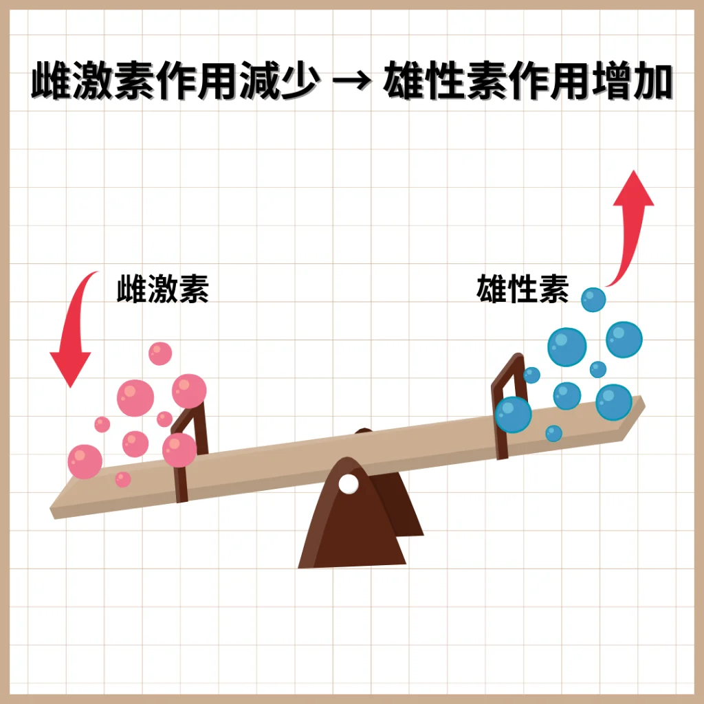 雌激素與雄性素的蹺蹺板效應圖解